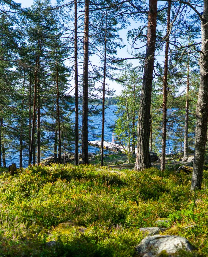 Metsäinen maisema, jossa tiheät puut kehystävät avointa järvinäkymää ja kasvillisuutta.